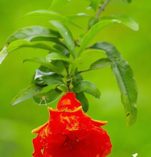 石榴花的开花特性（一年开几次花）