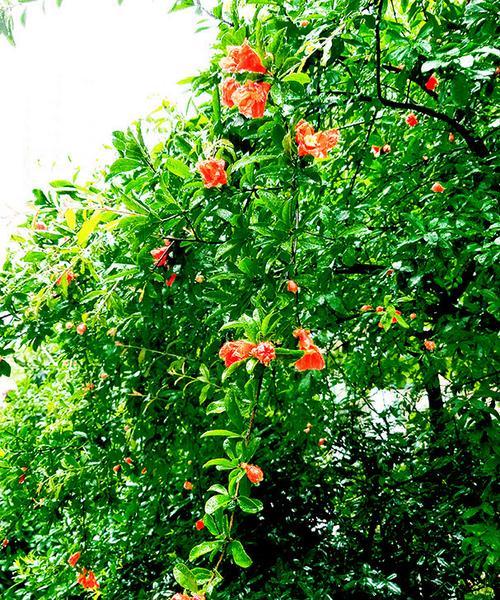 石榴花的开花特性（一年开几次花）