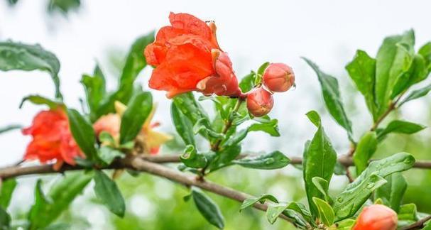 石榴的开花季节（春夏秋三季节开花）