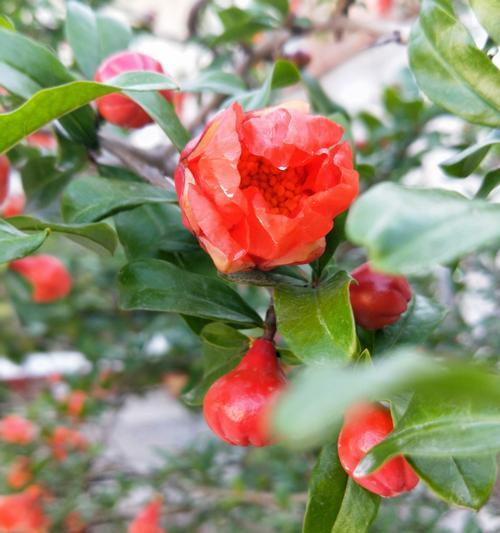 石榴花开时，花语与寓意（探究石榴花的美丽与哲理）