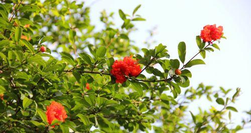 石榴花开放的季节与奇妙景象（探寻石榴花之美）