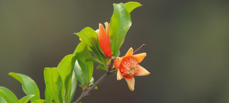 石榴花开放的季节与奇妙景象（探寻石榴花之美）