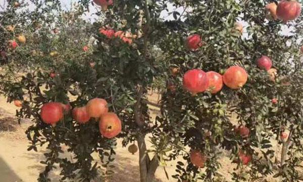 石榴的种植适宜地点与注意事项（如何选择合适的土壤和气候条件种植石榴）