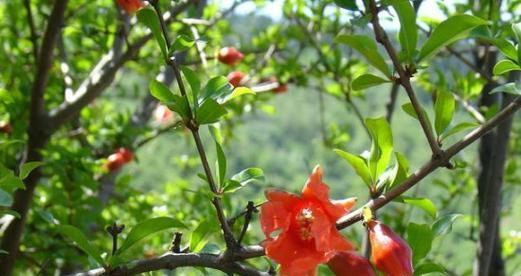 石榴花授粉的时间、方式和方法（掌握正确的石榴授粉技巧）