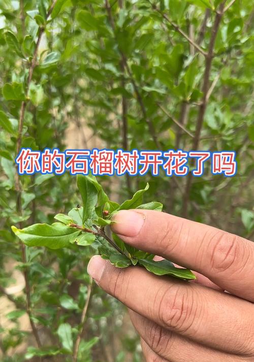 石榴树长虫子怎么办（解决石榴树虫害的实用方法）