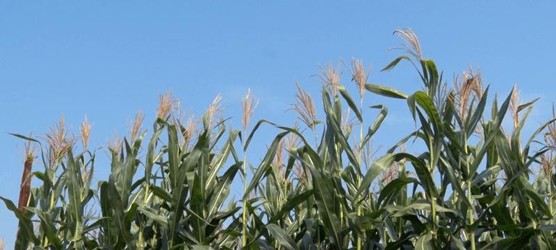 华北玉米丰收季节（收获时间）