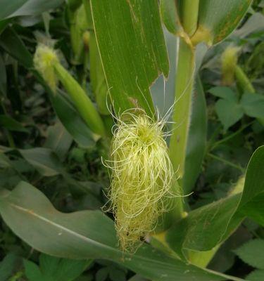 揭秘玉米，这种常见的“草本植物”其实是什么（探究玉米的生态特征和分类）