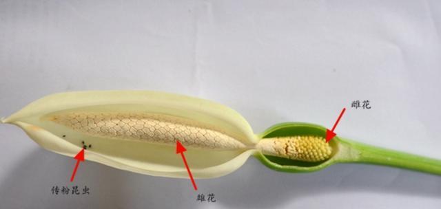 玉米的雌雄同体特征剖析（探寻玉米单性花的谜团）