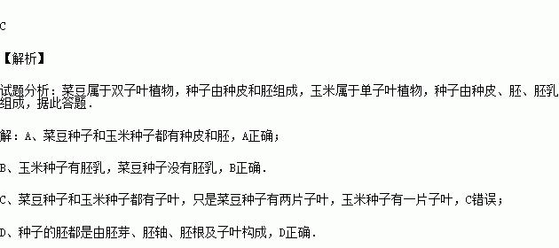 玉米是双子叶植物吗？——探究玉米的分类特征