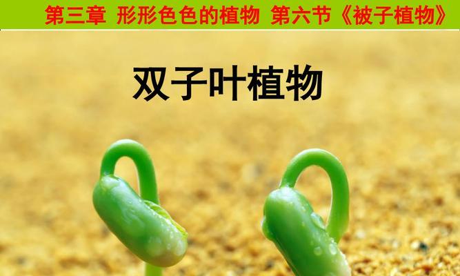 玉米是双子叶植物吗？——探究玉米的分类特征