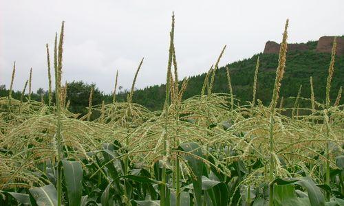 玉米水的神奇用途（探秘玉米水的浇花妙用）