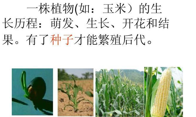 玉米种植时间与生长周期的全面解析（从种子到收割）