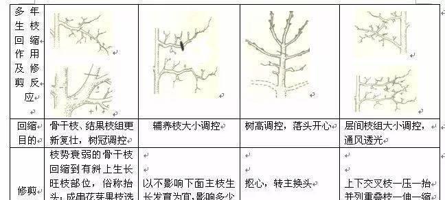 玉树的修剪技巧（让你的玉树成为花园的亮点）