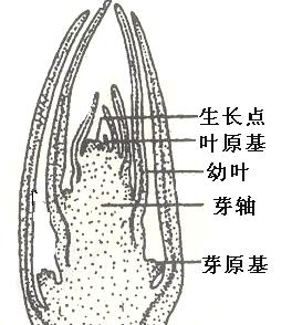 玉树的繁殖方法和注意事项（从种子到幼苗）