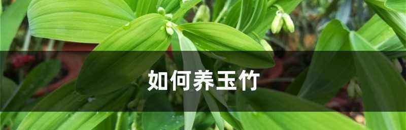 玉竹怎么养长（打造枝繁叶茂的玉竹）