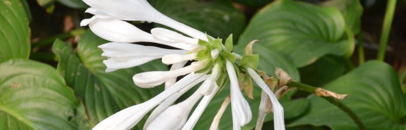 玉簪花喜阳还是喜阴（探究玉簪花生长的环境条件）