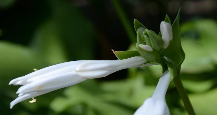 玉簪花有香味吗（探究玉簪花的气味起源和特点）