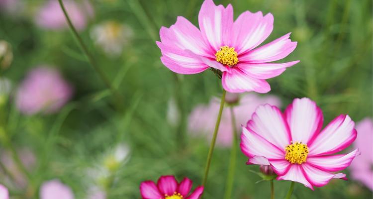 以格桑花的花语和寓意（传递希望和坚韧的格桑花）