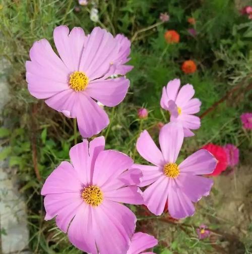 格桑花风水的神奇力量（探索格桑花风水的寓意与作用）