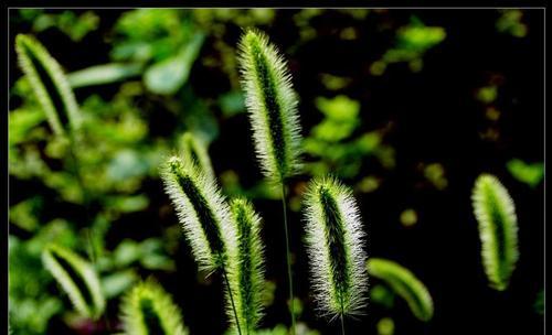 狗尾巴花的象征意义及文化传承（狗尾巴花）