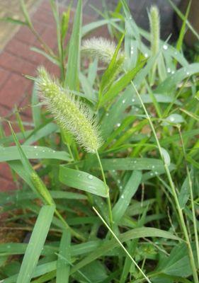 狗尾草的花语——守护和忠诚（忠诚不变）