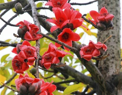 广州市花木棉花的花语与寓意（木棉花的五彩斑斓）