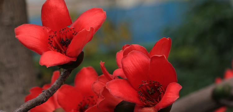 广州市花木棉花的花语与寓意（木棉花的五彩斑斓）