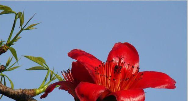 广州市花木棉花的花语与寓意（木棉花的五彩斑斓）