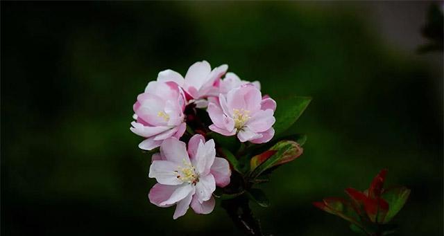 四季海棠花（四季海棠花的花语与寓意）