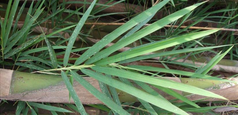 禾本科植物的品种及特点（探索禾本科植物的丰富多样性与生态功能）