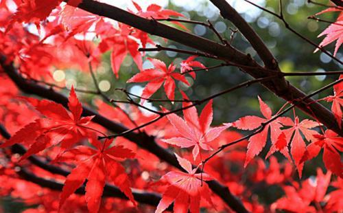 红枫叶的象征意义（以红枫叶代表的秋天之美与人生哲理）