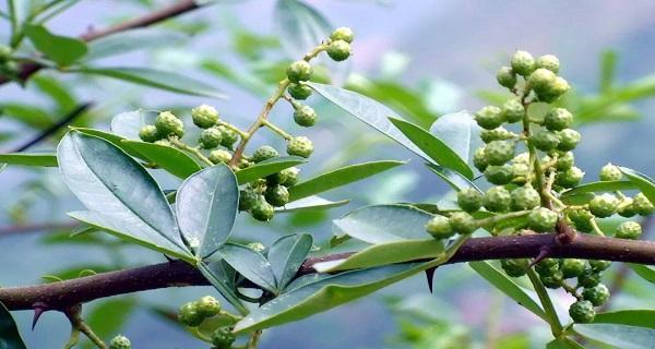 花椒树的风水作用与寓意（揭秘花椒树的风水能量及其神奇寓意）