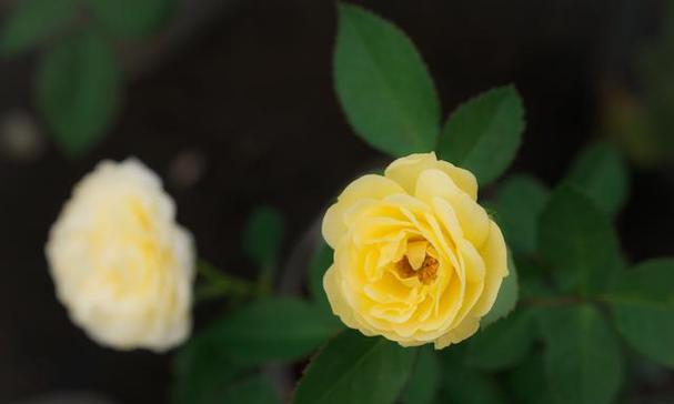 黄色月季花的象征意义与美丽魅力（探索黄色月季花的神秘寓意与美妙之处）