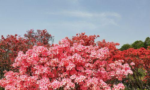 黄山市花杜鹃花的象征与意义（揭示黄山杜鹃花背后的神秘之美）