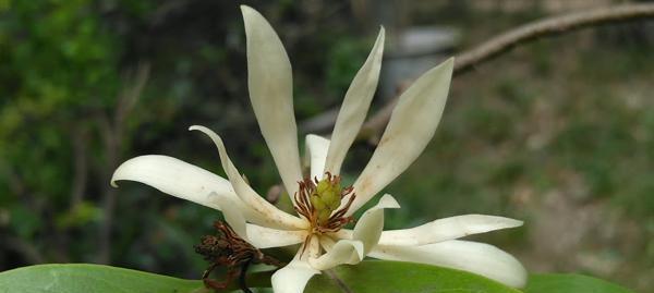 晋江市花白兰花的象征意义（揭秘晋江市花白兰花的文化内涵）