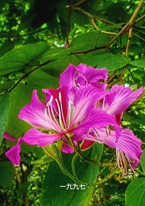 昆山市的市花及其意义（揭秘昆山市的市花——牡丹花）