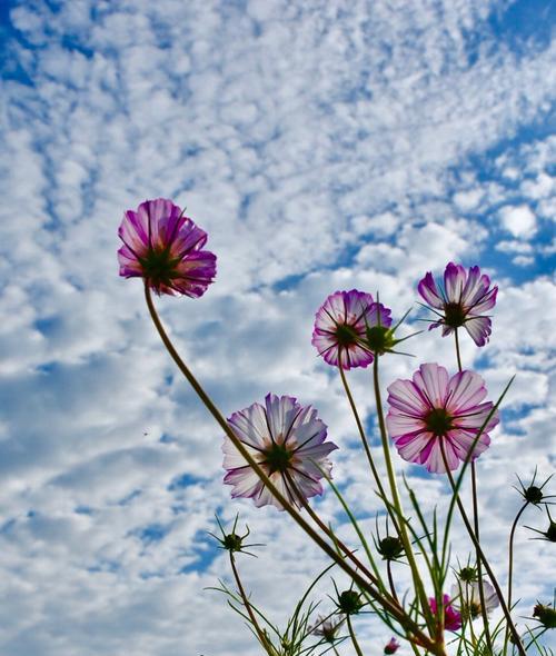 市花格桑花的象征寓意（揭秘市花格桑花的美丽与内涵）