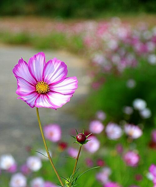 市花格桑花的象征寓意（揭秘市花格桑花的美丽与内涵）