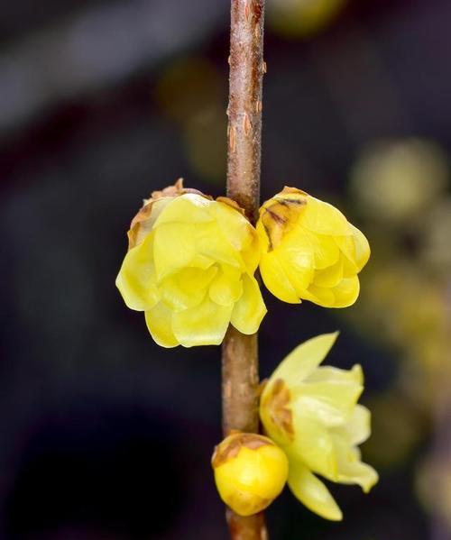 腊梅花（腊梅花花语及代表意义的深入解读）