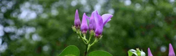 以蓝桉的花语和开花特点（探秘以蓝桉的花语及其美丽绽放）