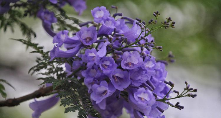 蓝花楹花语与寓意——颂歌与祝福（绽放于心间的美丽诗篇）