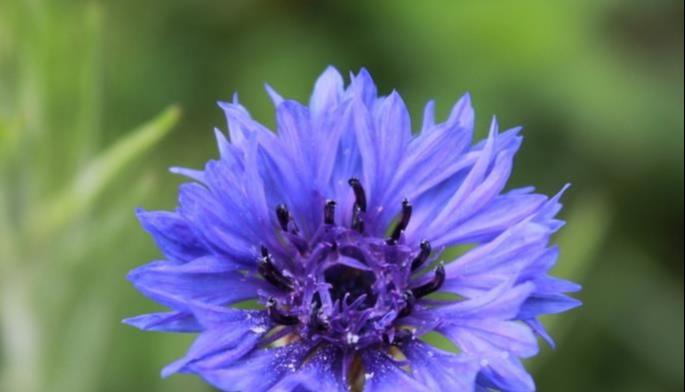 蓝色菊花的花语和寓意（探索蓝色菊花的神秘内涵）