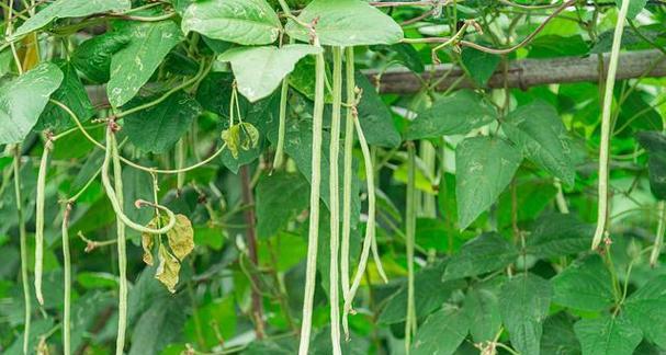 南方豆角种植指南（科学合理的种植时间和方法）