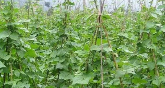 豆角种植时间选择指南（全年豆角种植技巧及注意事项）