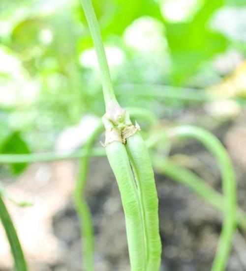 豆角的最佳食用季节和方法（顺应季节）