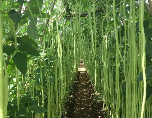 如何种植豆角种子（从种子到收获）