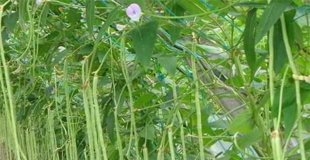 如何种植豆角种子（从种子到收获）