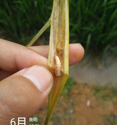 豆角钻心虫防治方法（从措施、预防、化学药剂使用到生物防治）