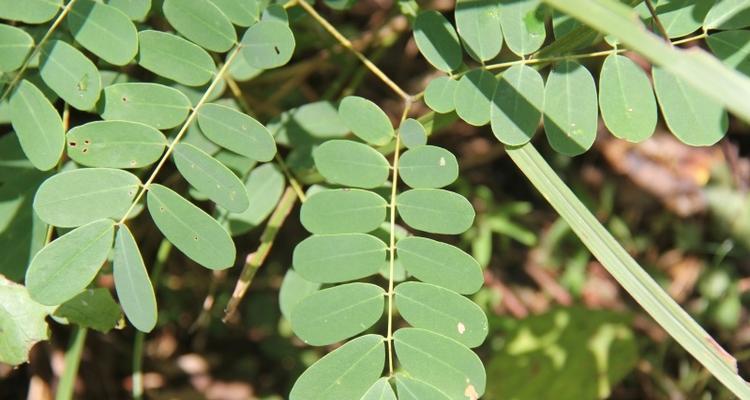 豆科植物的世界（一窥豆科植物的生态）