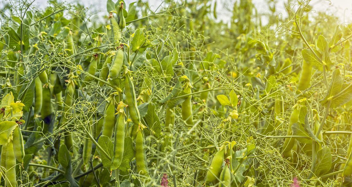 豆类植物的世界（探索豆类植物的多彩世界）